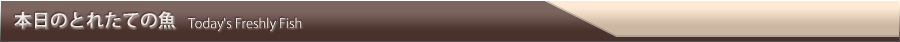 本日のとれたての魚